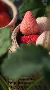 竖屏-草莓园实拍-1