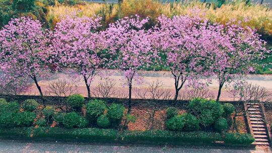 紫荆花绿道