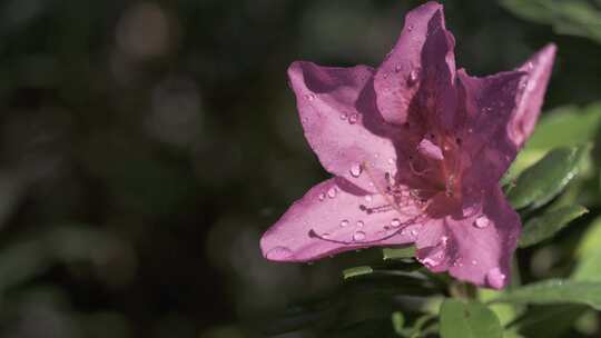5K-雨中盛开的杜鹃花，映山红高速镜头