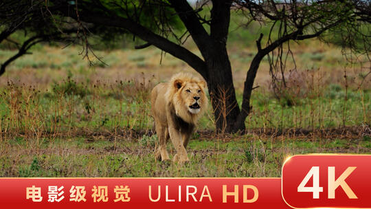 丛林中的狮子视频素材模板下载