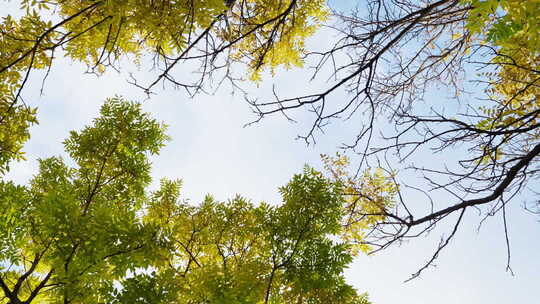 风秋天秋风微风快切快节奏片头情绪意境空镜