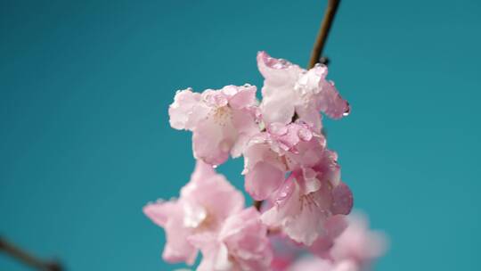 4K-春天盛开的海棠花，水灵灵的海棠花视频素材模板下载
