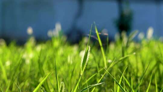 4K升格草坪上的狗尾巴草空镜意境实拍视频