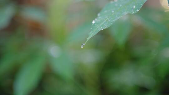 水滴大自然雨滴水下雨树叶下雨水珠露水雨天
