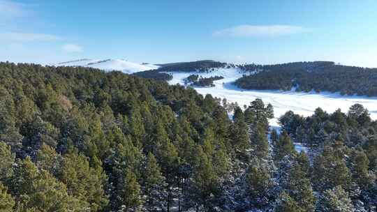 航拍呼伦贝尔雪原樟子松林