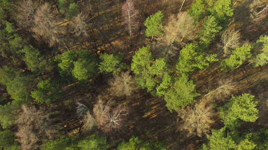 森林的俯视图，充满活力的绿色针叶树和一些