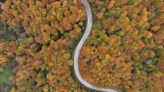航拍秋天树林里蜿蜒的道路