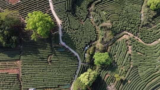 航拍西湖龙井茶茶园