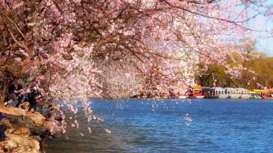 春季北京颐和园山桃花