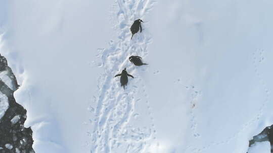 南极巴布亚企鹅休息雪鸟瞰图视频素材模板下载