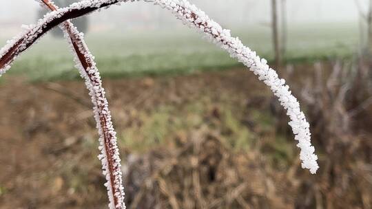 下霜雾凇白霜天气