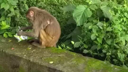 带着婴儿寻找食物的猴子