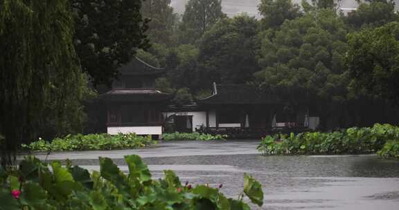 杭州西湖风光雨中的曲院风荷