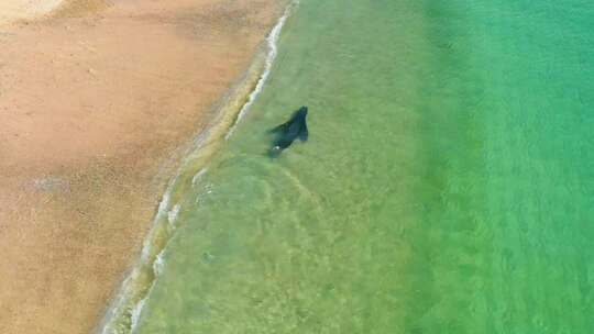 海豹在海边游泳