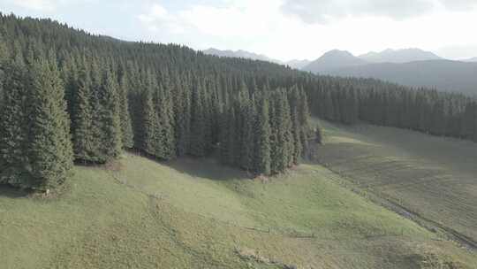 新疆  松林 山地 牛羊 草原 山区