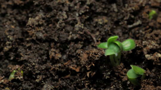 种子植物发芽生长延时