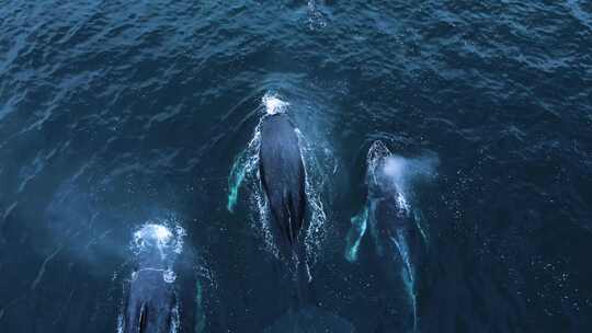 3头座头鲸一起迁徙无人机视图