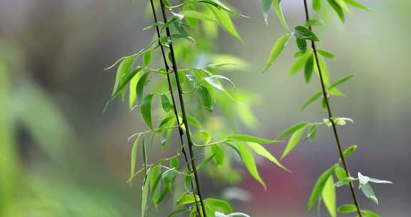 （慢镜）下雨天湖边挂着雨滴的柳条飘动