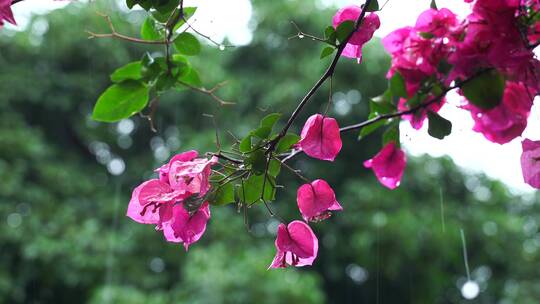 下雨天梅花雨中花朵植物