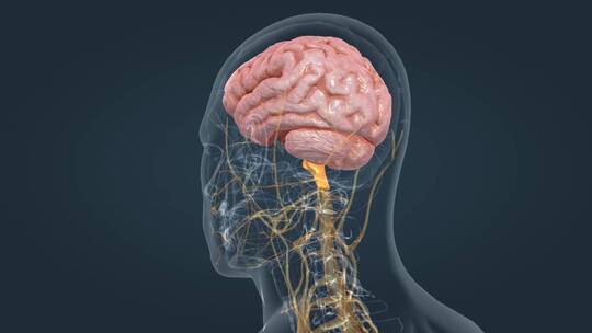 医学人体器官大小脑神经系统脑室三维动画