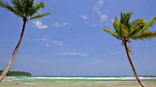 海岸边椰子树