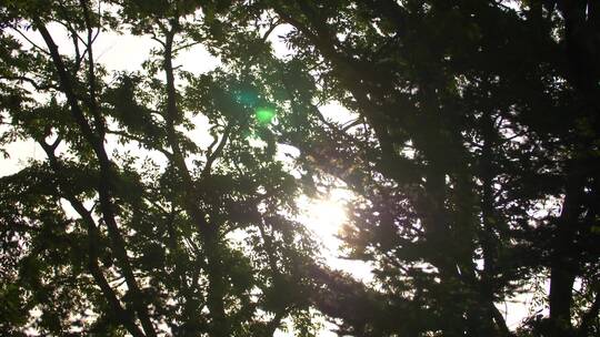 阳光穿过随风飘动的树叶视频素材模板下载