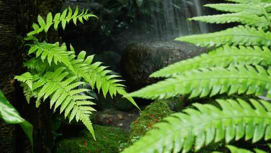 蕨类植物 森林 树叶 植物