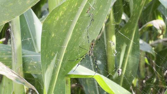 玉米地里的大蜘蛛结网