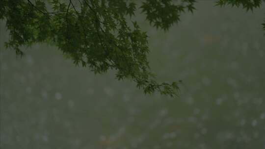 有版权」LOG高速拍摄树叶下雨雨滴4K