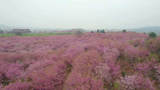 【镜头合集】湖南衡阳市樱花樱花园航拍风光