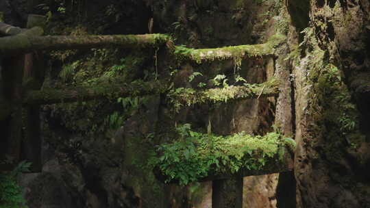 青城山 植被