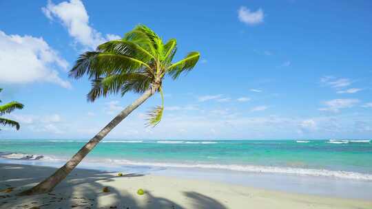 大海沙滩椰子树视频素材模板下载