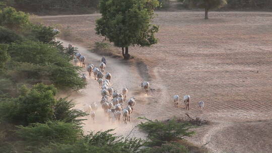 缅甸牧羊人带领羊群