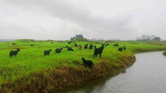 草地牧羊悠闲羊群