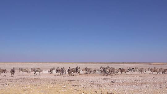 非洲平原上的斑马群视频素材模板下载