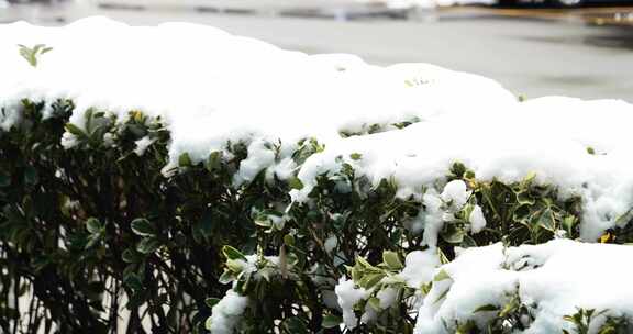 冬季 冬天 飘雪 下雪 大雪 雪花 白雪