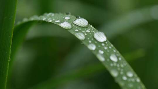 下雨天植物叶子撒行的水珠