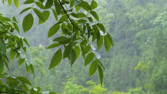 雨中的树叶下雨天核桃树