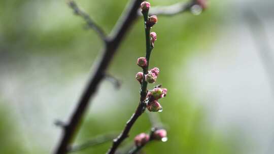 春天雨水中的梅花花蕾