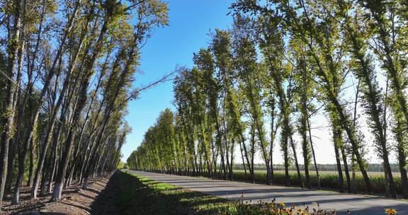 两边是白桦树的乡村道路航拍