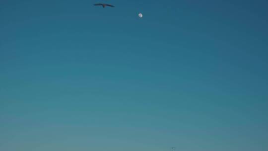 一群海鸟在蓝天下飞翔
