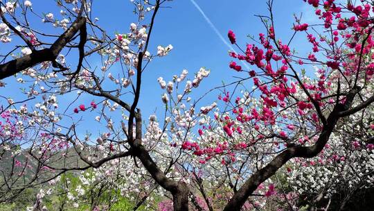 芳菲四月，山寺桃花始盛开