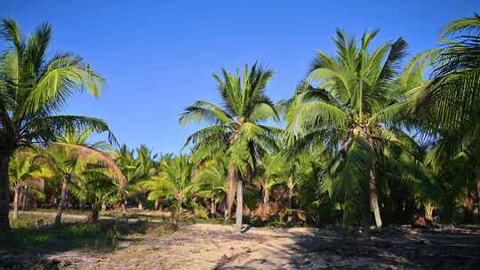 海南三亚大海黄昏椰树椰林沙滩木栈道风光视频素材模板下载
