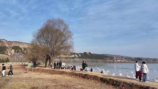 山西平陆天鹅湾