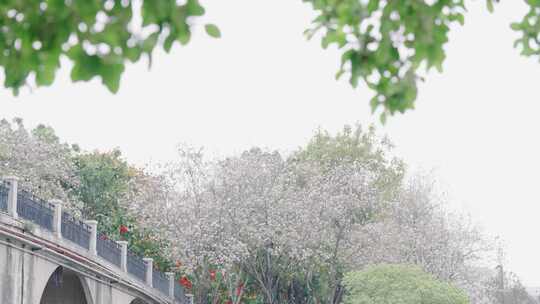 唯美盛开的紫荆花古石拱桥浪漫春天写意治愈