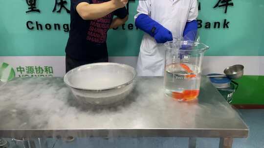 液氮冷冻金鱼实验4K