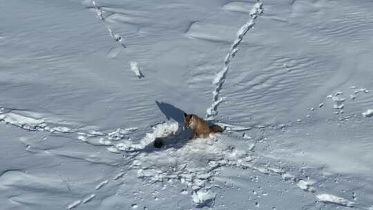 雪地上的狐狸足迹