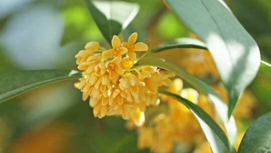 秋天桂花树开花