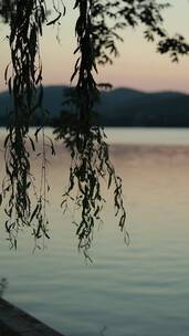 苏州石湖公园夕阳下湖水畔的柳叶在随风摇动