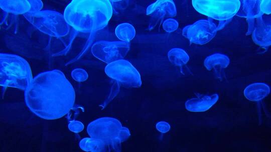 水下蓝色的水母
